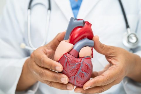 cardiovascular-disease-cvd-asian-doctor-holding-h-2024-01-03-01-51-57-utc-e1716802002956